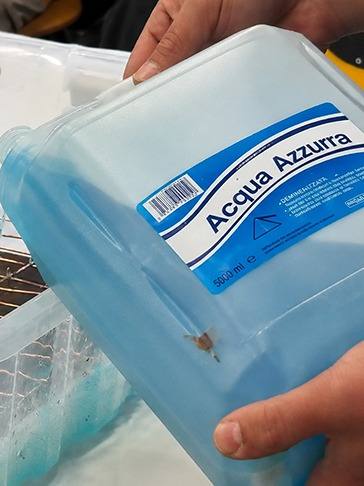Pouring Acqua Azzurra solution into a tray